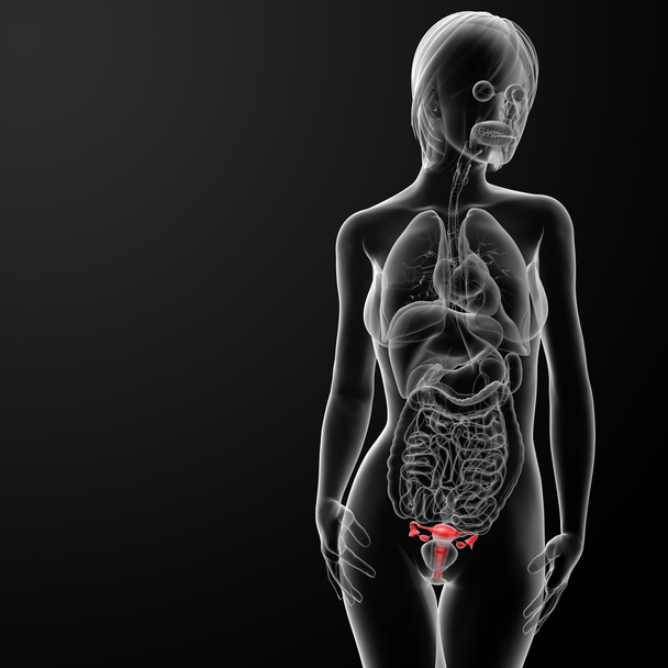vrouwelijke voortplantingsstelsel - Foto, afbeelding