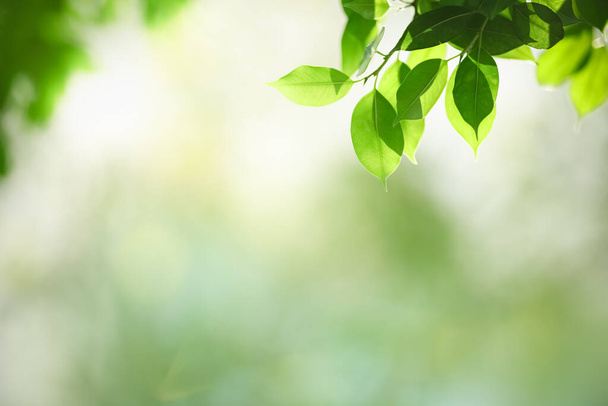 美しい緑の葉を背景にぼんやりとした緑の葉を背景に、ボケとコピースペースを背景に自然植物の風景、生態壁紙のコンセプトとして使用. - 写真・画像
