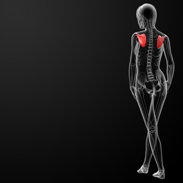 3D візуалізація жіночої кістки масштабули
 - Фото, зображення