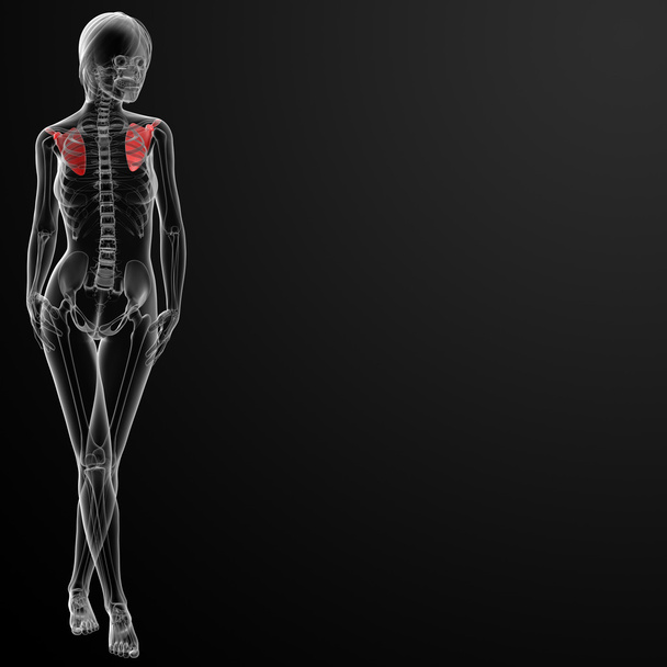 3 d レンダリング女性肩甲骨の骨 - 写真・画像