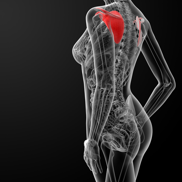 3d rendern weibliche Schulterblatt Knochen - Foto, Bild