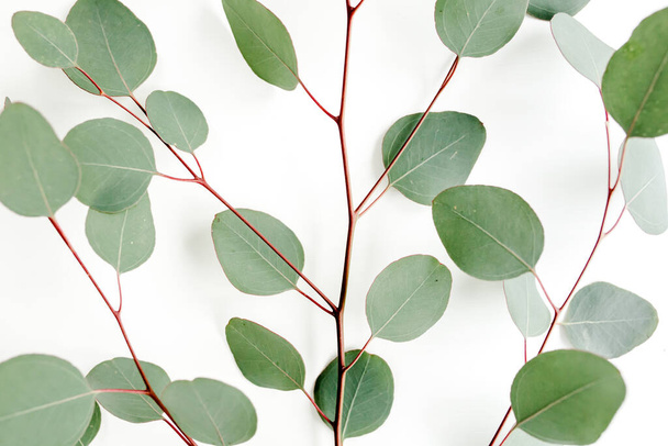 Texture green leaves eucalyptus isolated on white background. - Фото, зображення