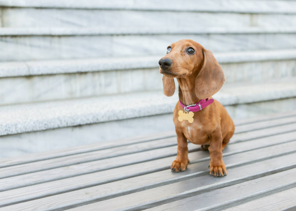 Πορτρέτο του όμορφου νεαρού dachshund κουτάβι σε εξωτερικούς χώρους - Φωτογραφία, εικόνα