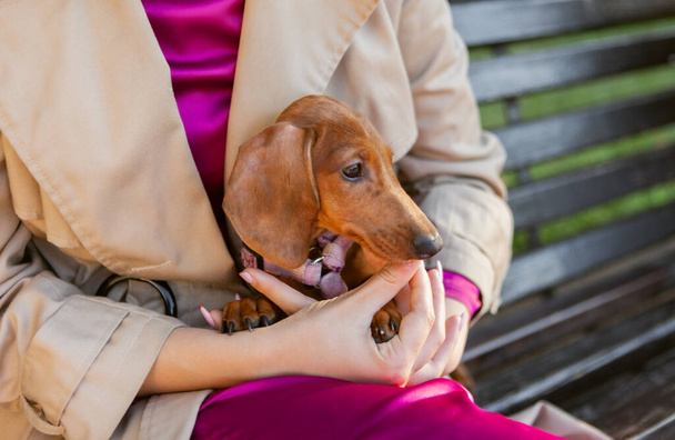 Χαριτωμένο κουτάβι dachshund κάθεται στην αγκαλιά της οικοδέσποινας σε εξωτερικούς χώρους - Φωτογραφία, εικόνα