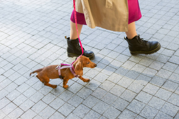 Chodzisz ze swoim zwierzakiem. Kobieta spacerująca z jamnikiem szczeniakiem na smyczy w mieście - Zdjęcie, obraz