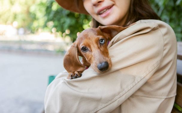 Χαριτωμένο κουτάβι dachshund κάθεται στην αγκαλιά της οικοδέσποινας σε εξωτερικούς χώρους - Φωτογραφία, εικόνα