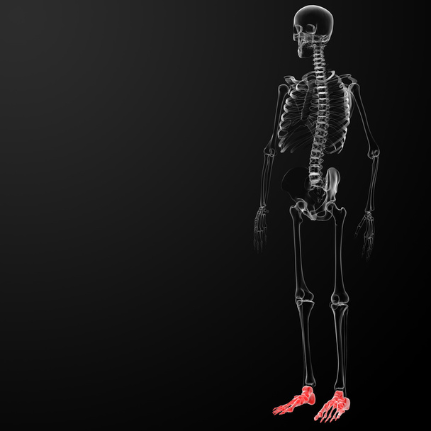 3d render human foot x-ray - Photo, Image