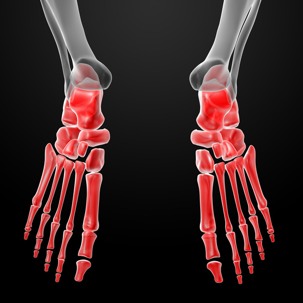 3D render emberi láb röntgen - Fotó, kép