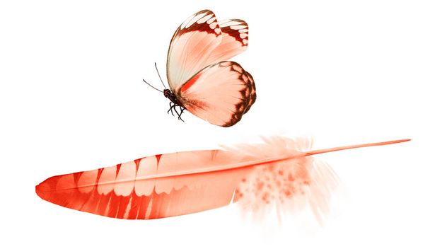 Beautiful color feather and butterfly isolated on white background - Φωτογραφία, εικόνα