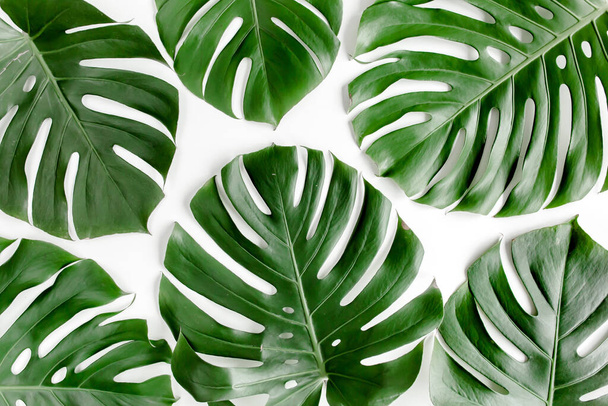 Tropical palm leaves Monstera on white background. Flat lay, top view. - Foto, Imagen