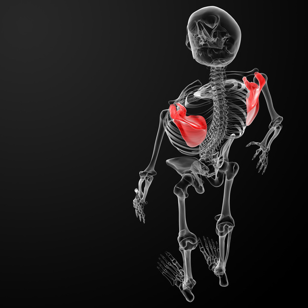 3D renderowania ilustracja medyczny łopatki - Zdjęcie, obraz