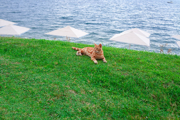 Imbirowy kot leży na trawie na wybrzeżu z białymi parasolami plażowymi przeciwko błękitnej wodzie. Homeles czerwony tabby kot na zewnątrz. - Zdjęcie, obraz