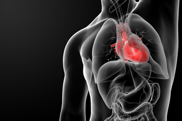 human heart - Photo, Image