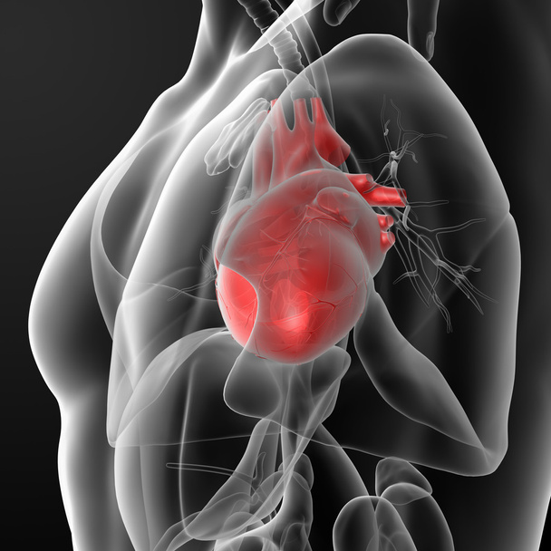 Human heart - Photo, Image