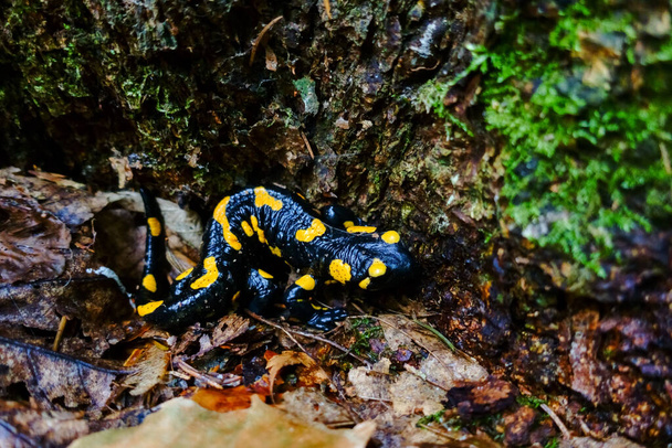 fire salamander near a tree in the forest after rain - Photo, Image