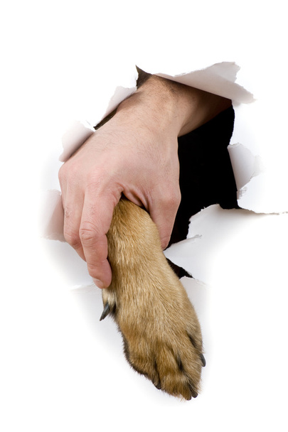 Cão e homem mão
 - Foto, Imagem
