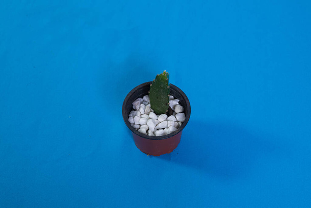 candlestick cactus with decorative stones ideal for desks - Foto, immagini