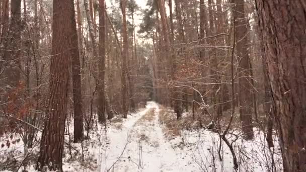 Прогулка по заснеженному лесу - Кадры, видео