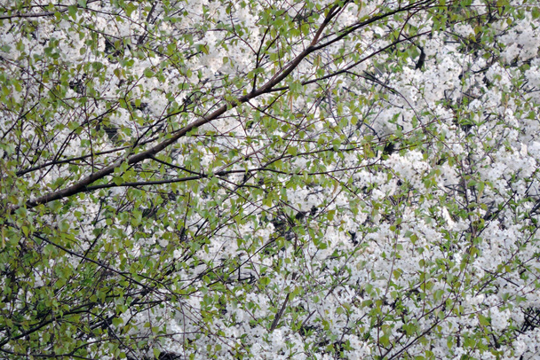 Baharda parlak yeşil huş yaprakları ve arka planda beyaz çiçeklerle kaplı bir kuş kirazı. - Fotoğraf, Görsel