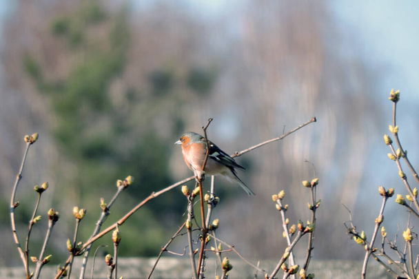 A portrait of a common chaffinch sitting on a leafless branch, blurred background - Photo, Image