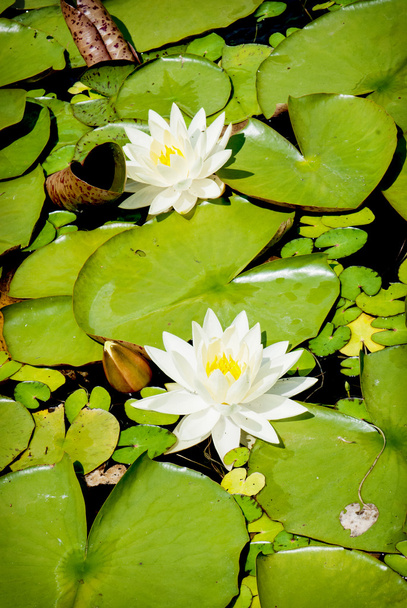 Blooming water lilies - Photo, Image