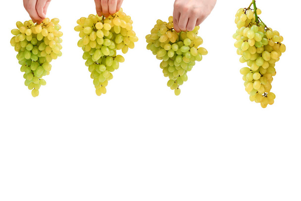 White bunch of grape in hands  isolated on white background - Photo, image