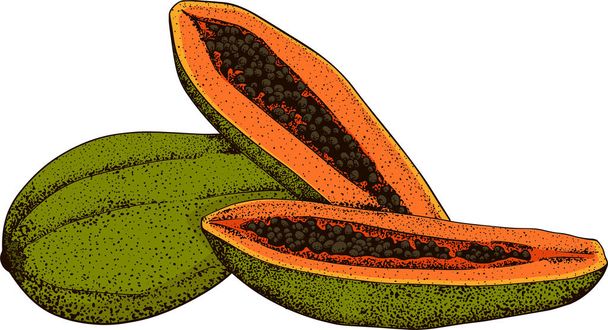 Vector hand drawn set of exotic fruits. Isolated papaya. Engraved colored art. Use for restaurant, meal, market, store, menu, party decoration, smoothie bowls - Photo, Image
