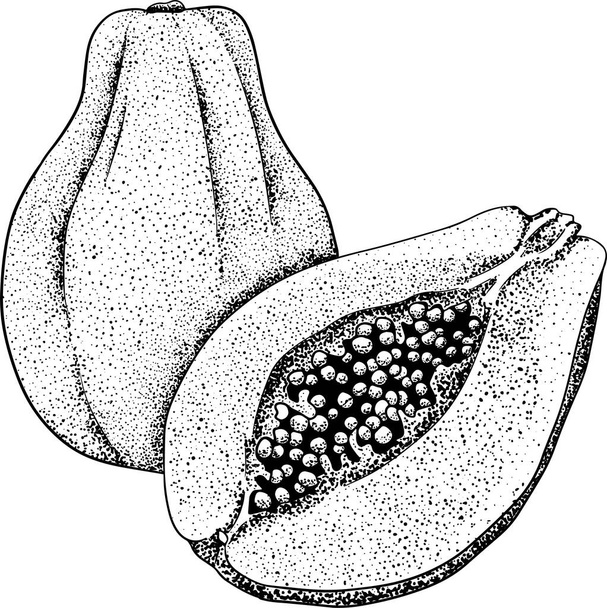 Papaya. Set of hand drawn papaya. Fresh organic food. Vector illustration with sketch fruit. - Foto, immagini