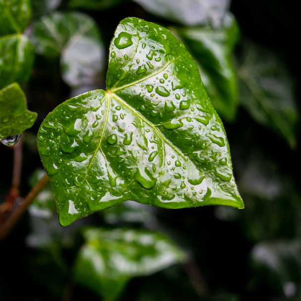 bujny zielony liść bluszczu z kroplami deszczu po wiosennym deszczu - Zdjęcie, obraz