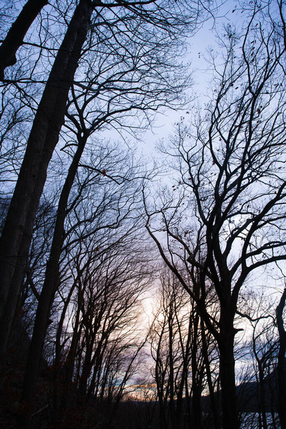 Winter woods of bare trees on hiking trail through forest in Upstate New York - Fotoğraf, Görsel