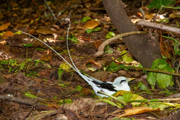Tropicbird běloocasý (Phaethon lepturus) hnízdící na lesní půdě. Aride přírodní rezervace ostrov, Seychely - Fotografie, Obrázek