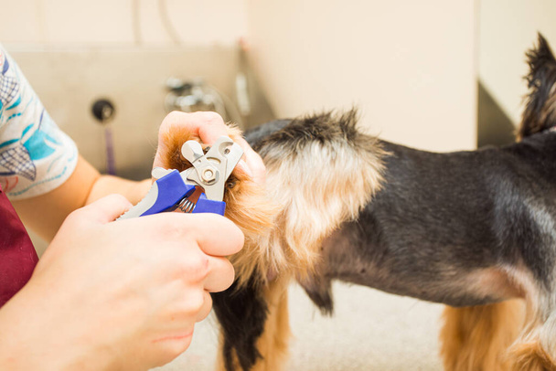 the groomer cuts claws of a Yorkshire Terrier - Photo, Image