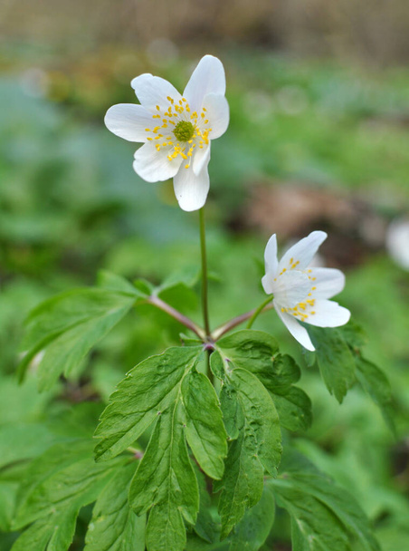 Ormanın vahşi yaşamında erken bahar çiçekleri. İlkbahar bitkisi Anemone nemorosa. - Fotoğraf, Görsel