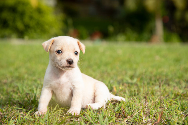 портрет белый щенок на зеленом естественном фоне - Фото, изображение