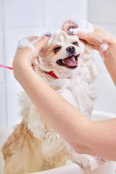 groomer washing a dog, cute fluffy wet pomeranian spitz puppy taking a bath, shower - 写真・画像