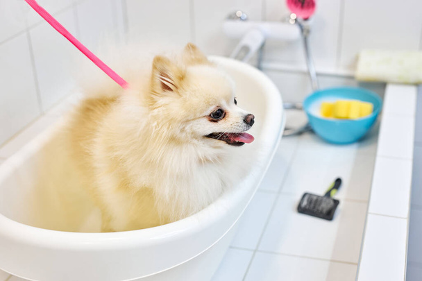 adorable little dog spits is ready to get shower before hair cutting at grooming salon - 写真・画像