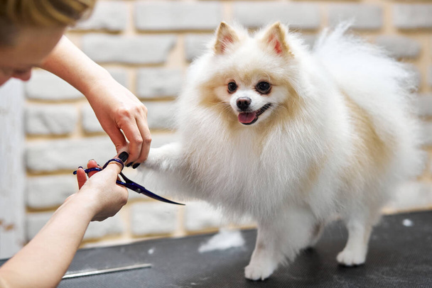 fryzjer strzyżenie pomeranian pies w salonie piękności dla psów, pan młody używać nożyczki - Zdjęcie, obraz
