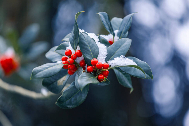 Snow covered european holly berry - Photo, Image