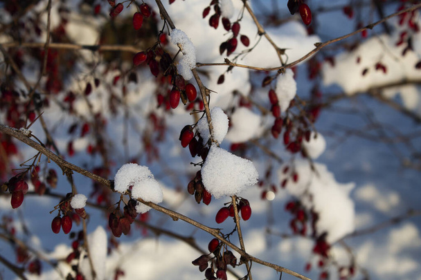 красные ягоды под снегом - Фото, изображение