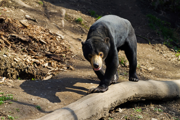 Малайский солнечный медведь
  - Фото, изображение