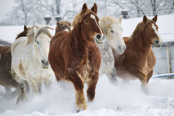 caballo corriendo en invierno hokkaido - Foto, Imagen
