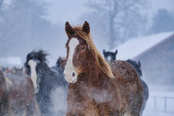biegnący koń w zimie hokkaido - Zdjęcie, obraz