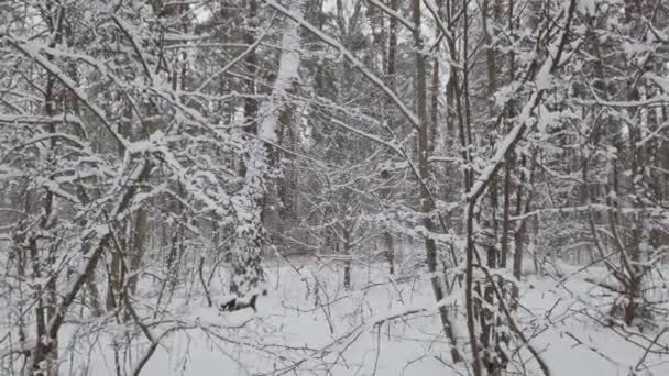 美しい冬の森。パノラマ. - 映像、動画