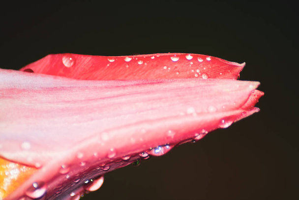 Pink tulip with water drops on black background, close-up - Fotoğraf, Görsel