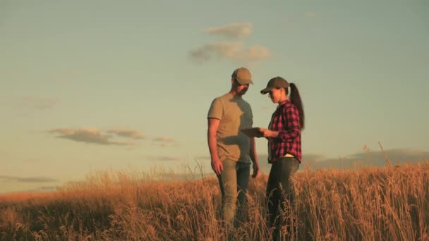 Фермери чоловік і жінка з таблетками працюють на пшеничному полі. Ділові люди тремтять руками на полі на сонці. Бізнес, командна робота. Рукостискання, спільна робота фермерів. Укладення угоди, узгоджено
. - Кадри, відео