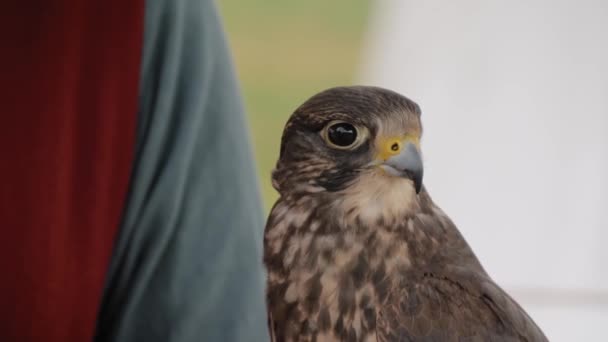 Trained falcon sitting on woman hand at historical festival - slow motion - Footage, Video