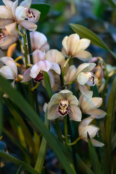 Экзотическая орхидея светлого цвета кофе. Цветение орхидеи Фаленопсис. Мбаппе для приглашений на свадьбу, садоводства, рекламы и других отличных идей и концепций - Фото, изображение