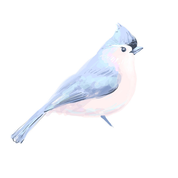 Bird vector watercolor isolated on white background. - Vector, imagen