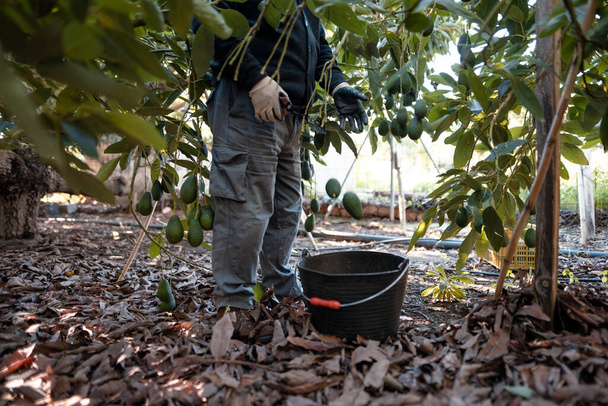 Фермер працює в сезоні збору врожаю авокадо. Вибірковий фокус
 - Фото, зображення