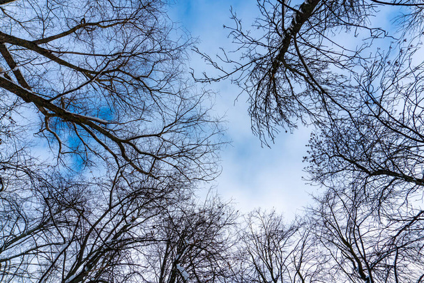 冬は下から上まで木冠、春は青空 - 写真・画像